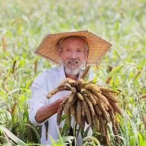 小米成長(zhǎng)