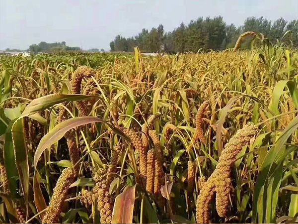金鄉(xiāng)小米的主要價值